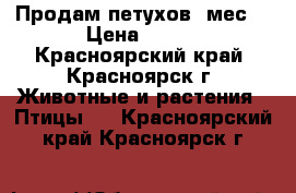 Продам петухов 7мес. › Цена ­ 700 - Красноярский край, Красноярск г. Животные и растения » Птицы   . Красноярский край,Красноярск г.